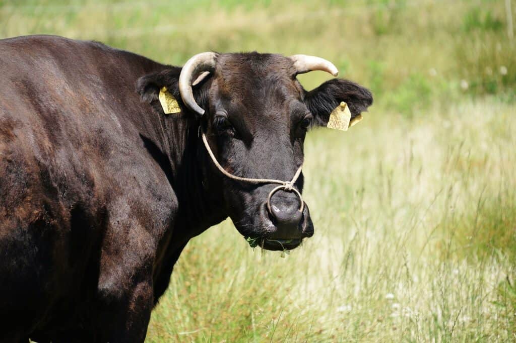 Wagyu Cattle