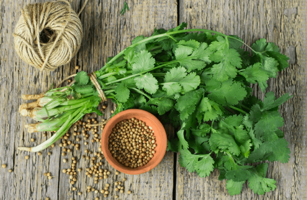 Cooking with coriander