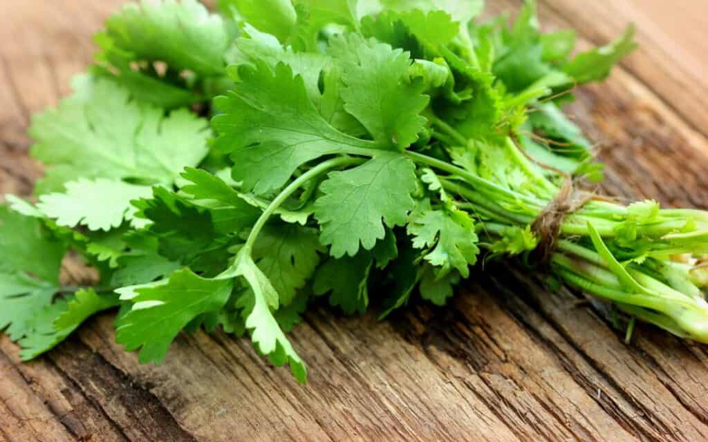 Fresh coriander